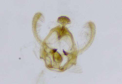 Endothenia oblongana